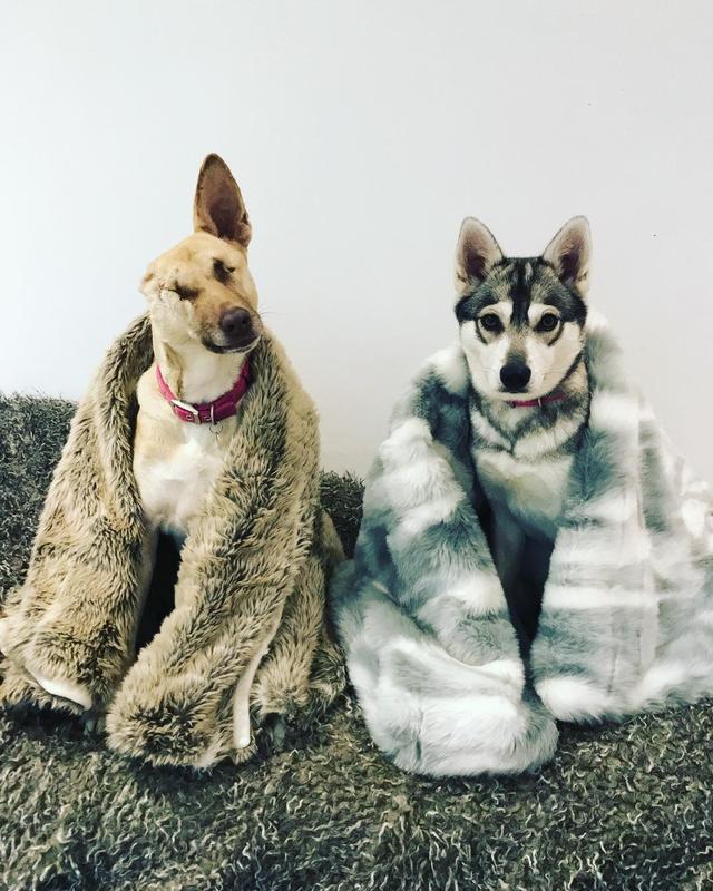 流浪犬遭惡徒槍擊，失去了兩眼一耳，五千公里外的她決定帶它回家