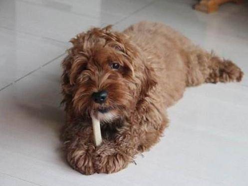 若你家貴賓犬處於7-15歲，請做好以下6件事，別讓自己遺憾一生！