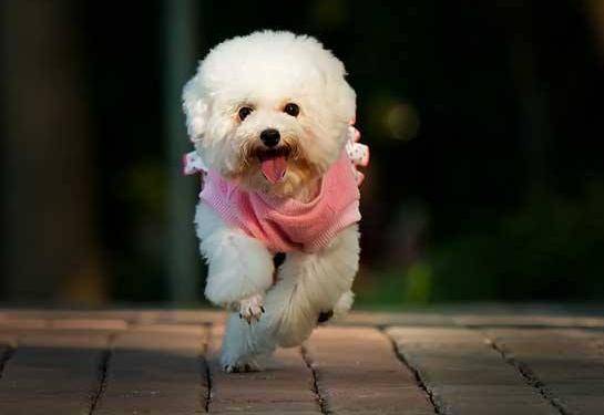 若你家貴賓犬處於7-15歲，請做好以下6件事，別讓自己遺憾一生！
