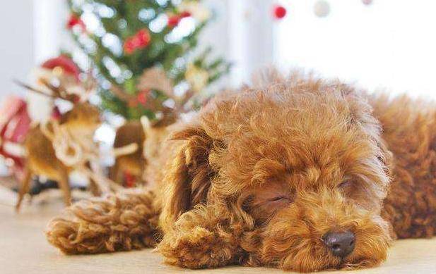 若你家貴賓犬處於7-15歲，請做好以下6件事，別讓自己遺憾一生！