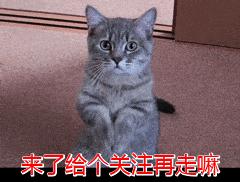 若你家貴賓犬處於7-15歲，請做好以下6件事，別讓自己遺憾一生！