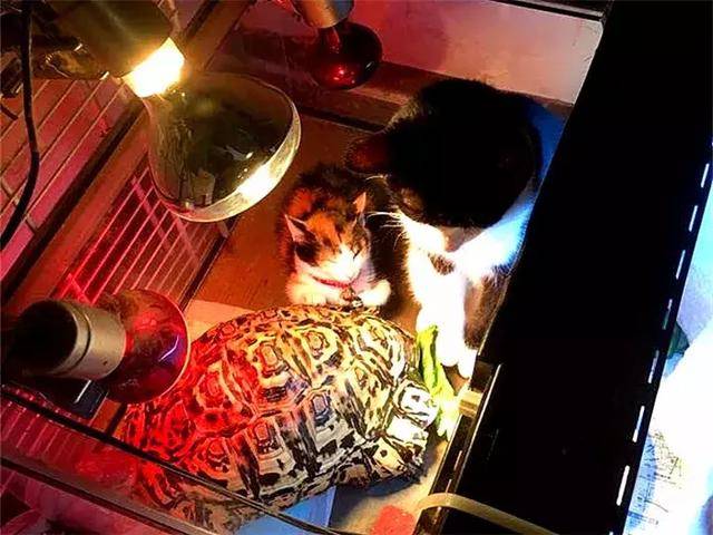 收養可憐三花貓後，烏龜照看小貓長大，成為形影不離的家人！