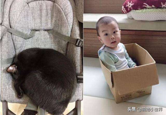 2歲孩子埋頭狂聞黑貓味，吸完還露出滿足表情傻笑把家人笑壞