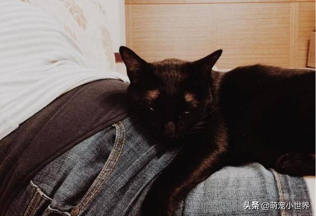 2歲孩子埋頭狂聞黑貓味，吸完還露出滿足表情傻笑把家人笑壞
