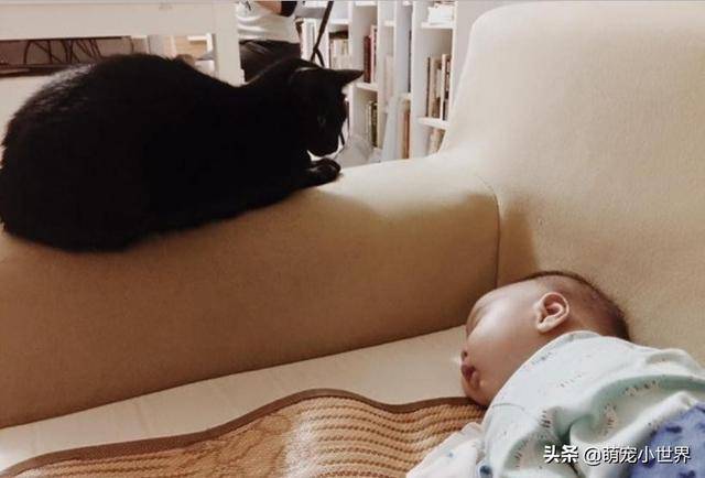2歲孩子埋頭狂聞黑貓味，吸完還露出滿足表情傻笑把家人笑壞