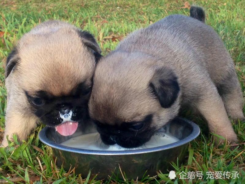 飼養小型犬的4個誤區，鏟屎官們都犯過，小則生病，大則要命