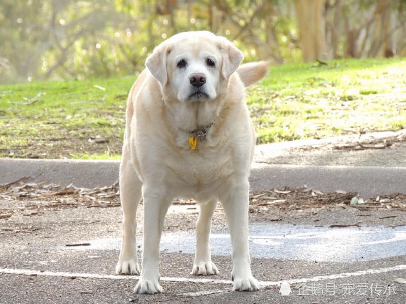 飼養小型犬的4個誤區，鏟屎官們都犯過，小則生病，大則要命