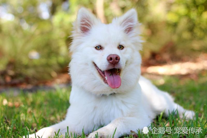 飼養小型犬的4個誤區，鏟屎官們都犯過，小則生病，大則要命