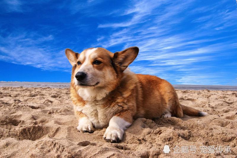 飼養小型犬的4個誤區，鏟屎官們都犯過，小則生病，大則要命