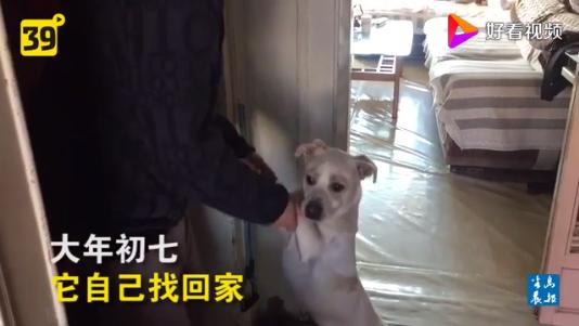 小狗被鞭炮嚇到走失 半月後帶著縫合好的傷口從4公里外找回家