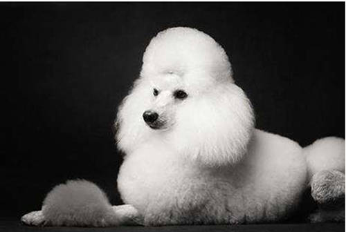 【寵物的養護小妙招】貴賓犬耳蟎一個月沒好，貴賓犬耳蟎這麼久好不了