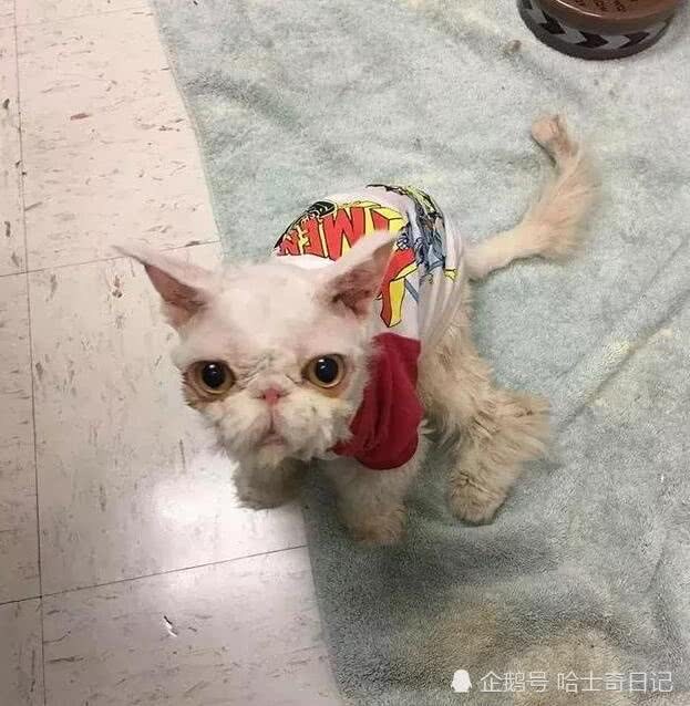 貓咪被丟棄後貓毛長到五斤重，剪完後認出品種，這回賺大了