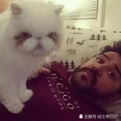 貓咪被丟棄後貓毛長到五斤重，剪完後認出品種，這回賺大了