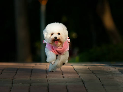 貴賓犬為什麼尿頻尿還少，貴賓犬尿頻但是不多