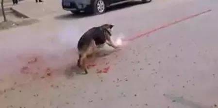 為了取樂，幾個孩子竟將點燃的炮竹塞到流浪狗的嘴裡