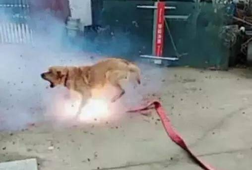 為了取樂，幾個孩子竟將點燃的炮竹塞到流浪狗的嘴裡