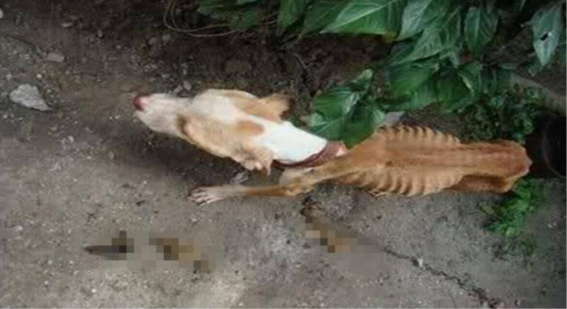 男子家中藏「違禁品」員警上門抓獲，開門後看到狗狗模樣被嚇蒙，簡直無法直視