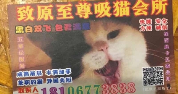 無意間得到兩張「羞羞名片」，結果看了一眼秒撥電話：我要最幼齒的！網友：該掃黃打貓了XD