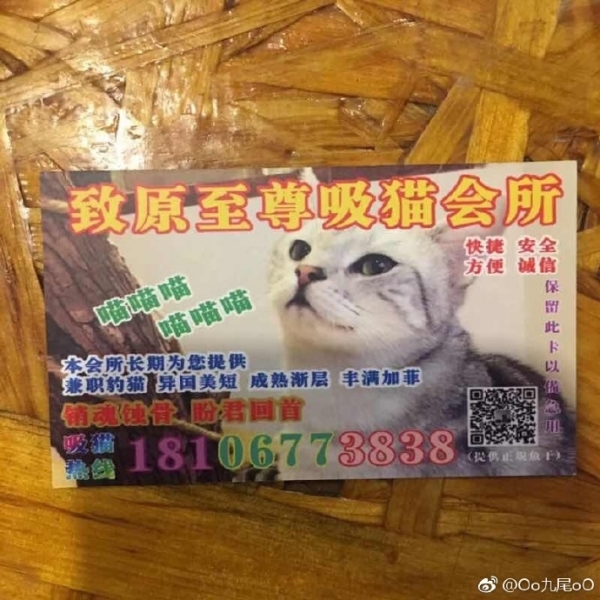 無意間得到兩張「羞羞名片」，結果看了一眼秒撥電話：我要最幼齒的！網友：該掃黃打貓了XD