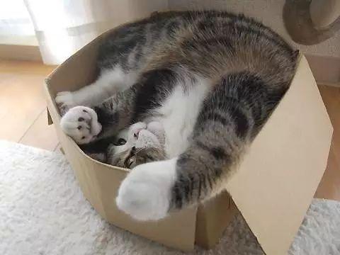 不愛昂貴貓窩卻愛廉價紙箱...今天就來解密：為什麼貓咪愛紙箱？