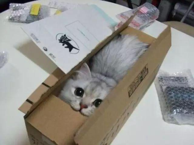 不愛昂貴貓窩卻愛廉價紙箱...今天就來解密：為什麼貓咪愛紙箱？
