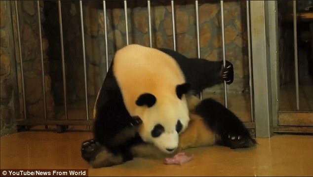 熊貓媽媽坐著生龍鳳胎　小熊貓「瞬噴出來」全網驚訝：原來熊貓這樣生！ 