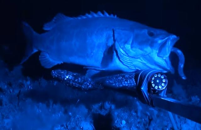 1秒膨脹10000倍，這美味可口的「外星異形」，黏液竟可擊退鯊魚！ 