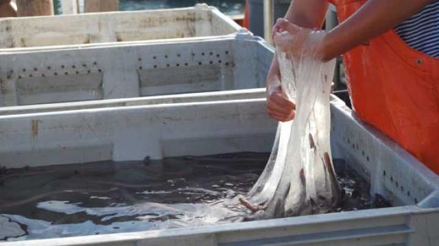 1秒膨脹10000倍，這美味可口的「外星異形」，黏液竟可擊退鯊魚！ 