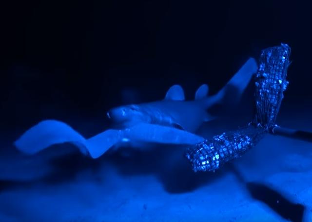 1秒膨脹10000倍，這美味可口的「外星異形」，黏液竟可擊退鯊魚！ 