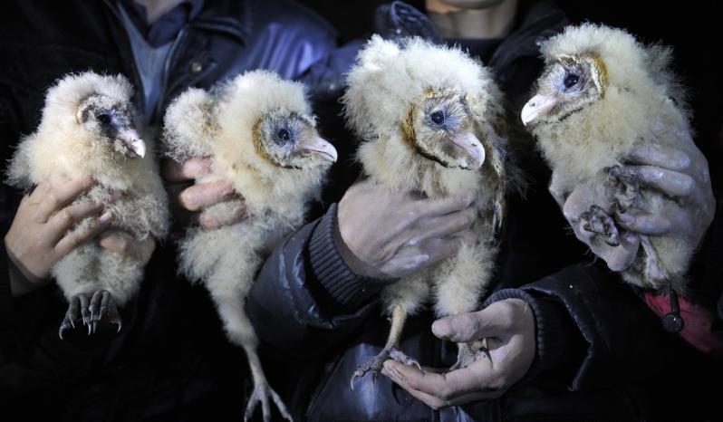 農民撿到4隻「怪鳥」，放家裡當寵物用肉喂養，3天後發覺不對勁，趕緊送走後慶倖撿回一條命