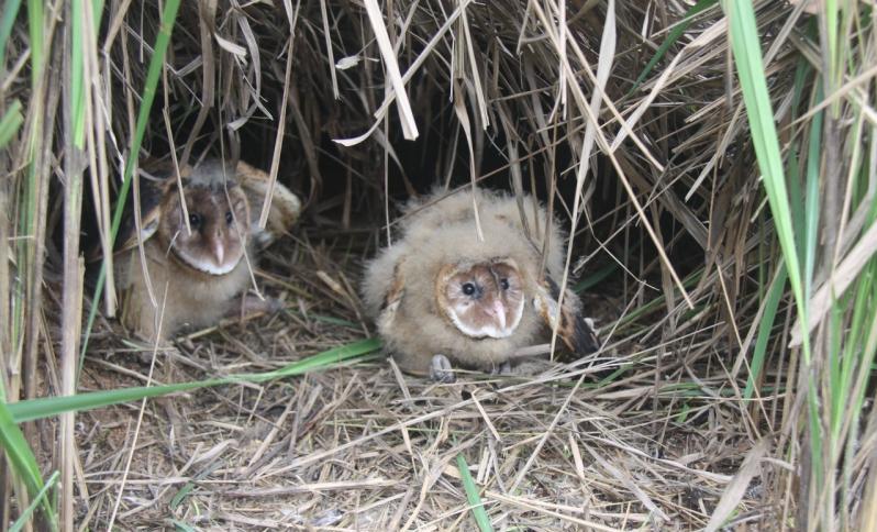 農民撿到4隻「怪鳥」，放家裡當寵物用肉喂養，3天後發覺不對勁，趕緊送走後慶倖撿回一條命