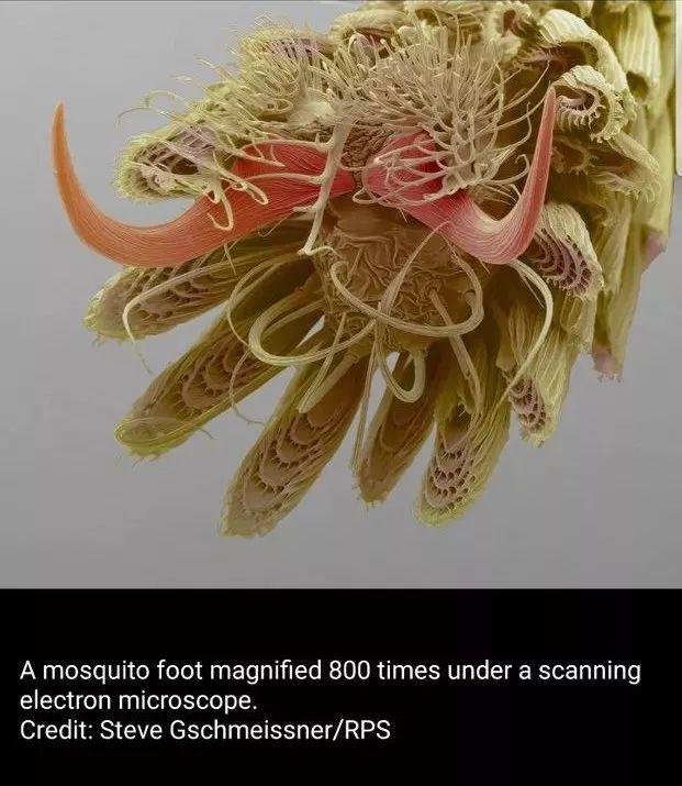 你見過煮熟的企鵝蛋嗎？盤點常見生物不為人知的真相
