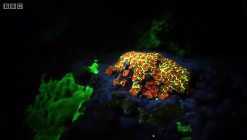 你見過煮熟的企鵝蛋嗎？盤點常見生物不為人知的真相