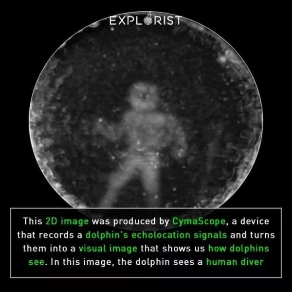你見過煮熟的企鵝蛋嗎？盤點常見生物不為人知的真相