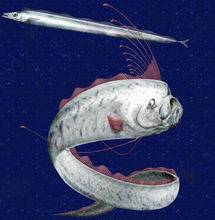 男子抓到一條奇怪的大魚，發往朋友圈，卻導致一些人搬家了 !