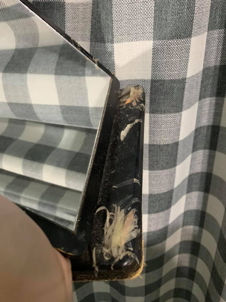 以為有喇牙！女友房間驚見「放射狀多腳肉蟲」嚇壞　靠近一看「異形真面目」網推爆：女生才懂的苦 !