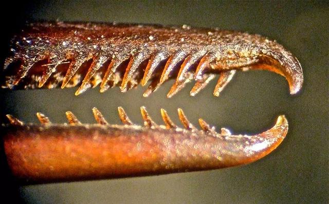 你見過煮熟的企鵝蛋嗎？盤點常見生物不為人知的真相！