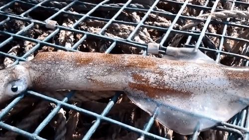 你見過煮熟的企鵝蛋嗎？盤點常見生物不為人知的真相！