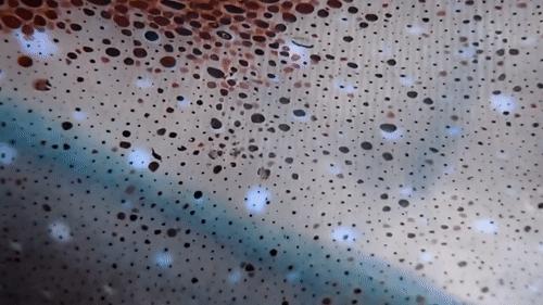 你見過煮熟的企鵝蛋嗎？盤點常見生物不為人知的真相！