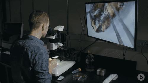 你見過煮熟的企鵝蛋嗎？盤點常見生物不為人知的真相！