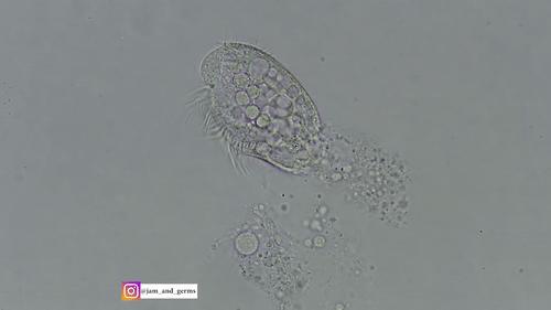 你見過煮熟的企鵝蛋嗎？盤點常見生物不為人知的真相！
