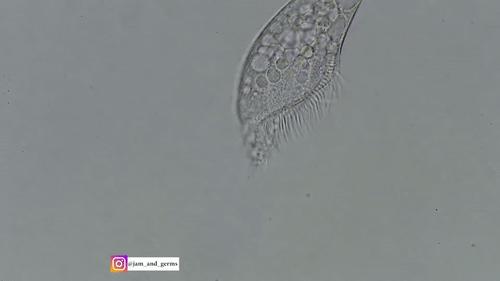 你見過煮熟的企鵝蛋嗎？盤點常見生物不為人知的真相！