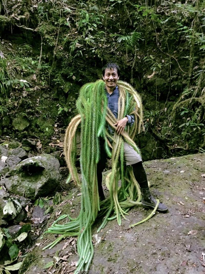 國中畢業神人「捨命」從事全台灣最危險的工作「植物獵人」，植物學家佩服：我們都做不到 