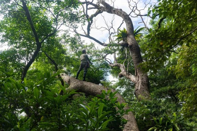 國中畢業神人「捨命」從事全台灣最危險的工作「植物獵人」，植物學家佩服：我們都做不到 