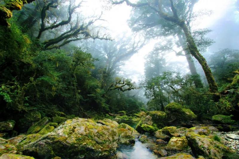 國中畢業神人「捨命」從事全台灣最危險的工作「植物獵人」，植物學家佩服：我們都做不到 