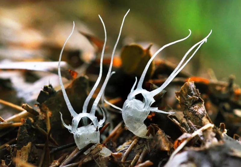 國中畢業神人「捨命」從事全台灣最危險的工作「植物獵人」，植物學家佩服：我們都做不到 
