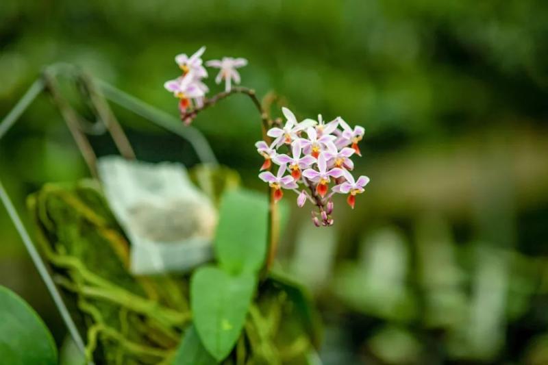 國中畢業神人「捨命」從事全台灣最危險的工作「植物獵人」，植物學家佩服：我們都做不到 