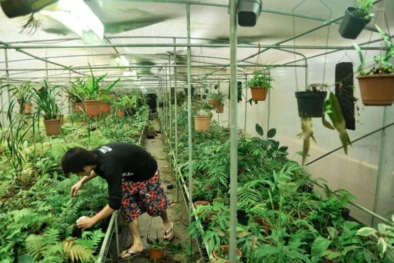 國中畢業神人「捨命」從事全台灣最危險的工作「植物獵人」，植物學家佩服：我們都做不到 