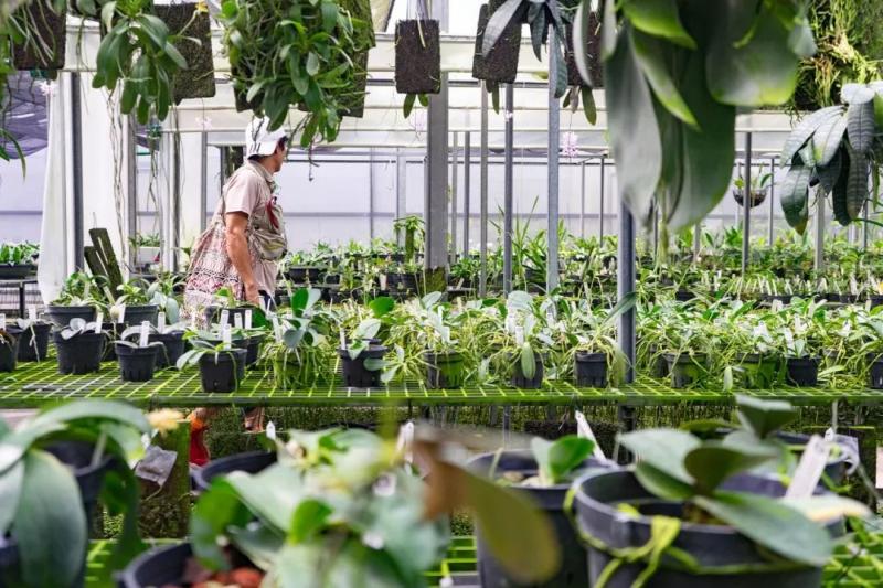國中畢業神人「捨命」從事全台灣最危險的工作「植物獵人」，植物學家佩服：我們都做不到 