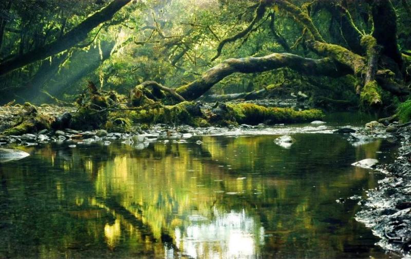 國中畢業神人「捨命」從事全台灣最危險的工作「植物獵人」，植物學家佩服：我們都做不到 